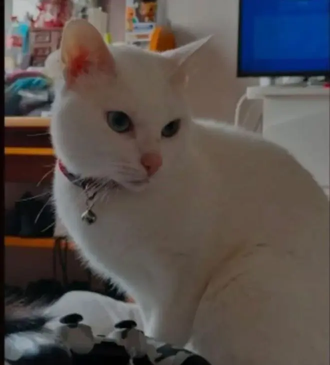 gato reunited  Cai Ríu Caudal 33600 Mieres del Camín Ares