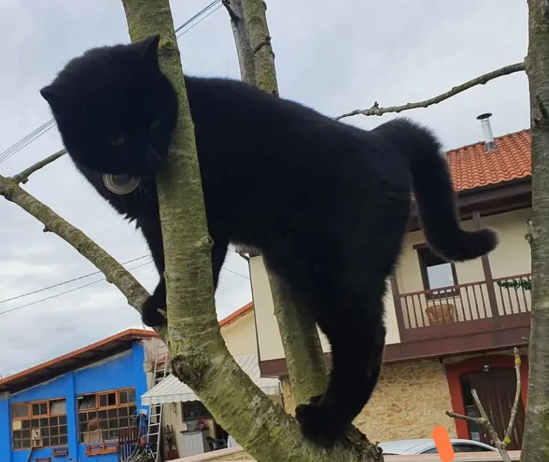 gato reunited  Calle Siero 33010 Oviède Gato