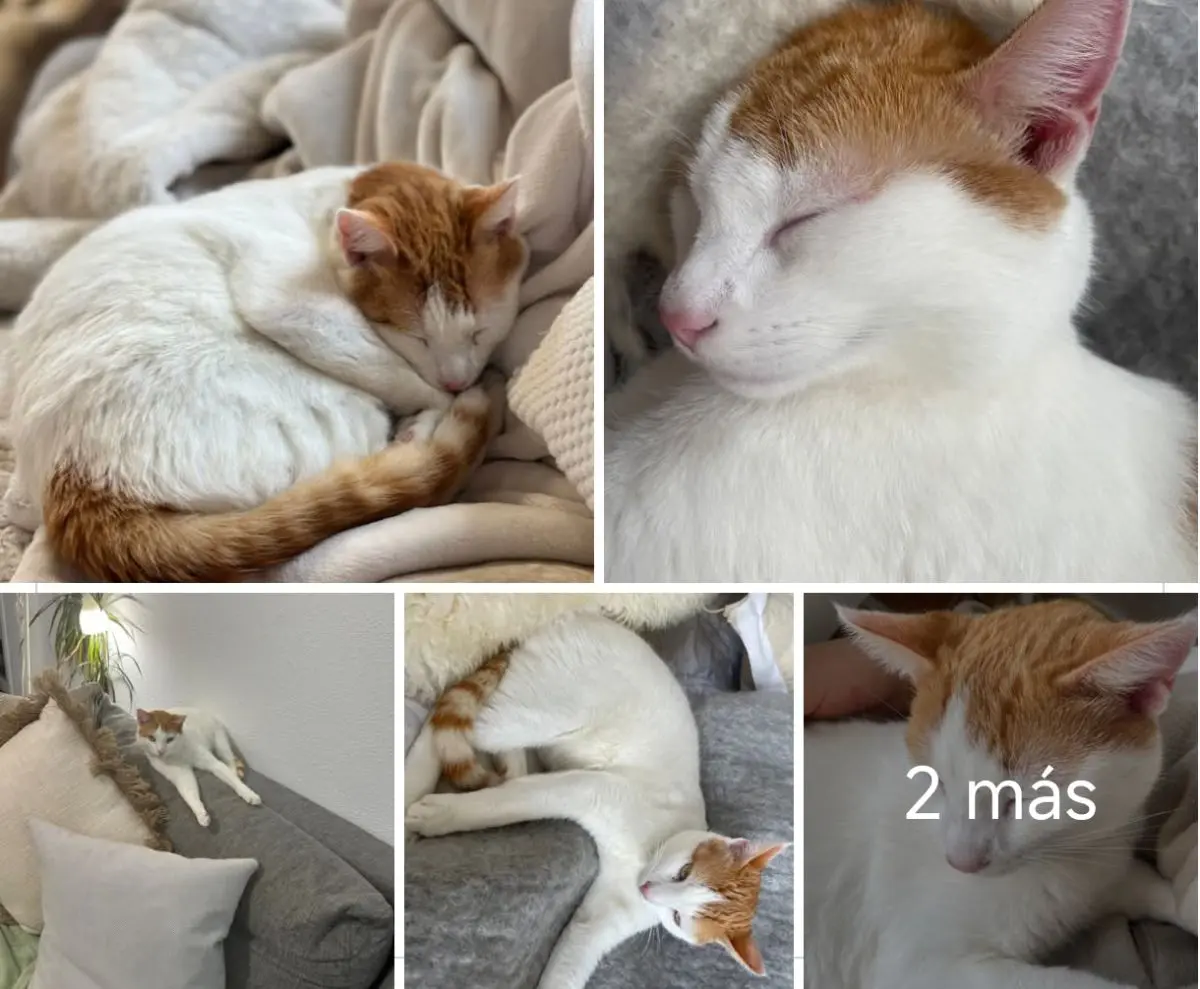 gato reunited 3 Calle San Francisco 33003 Oviède Robin