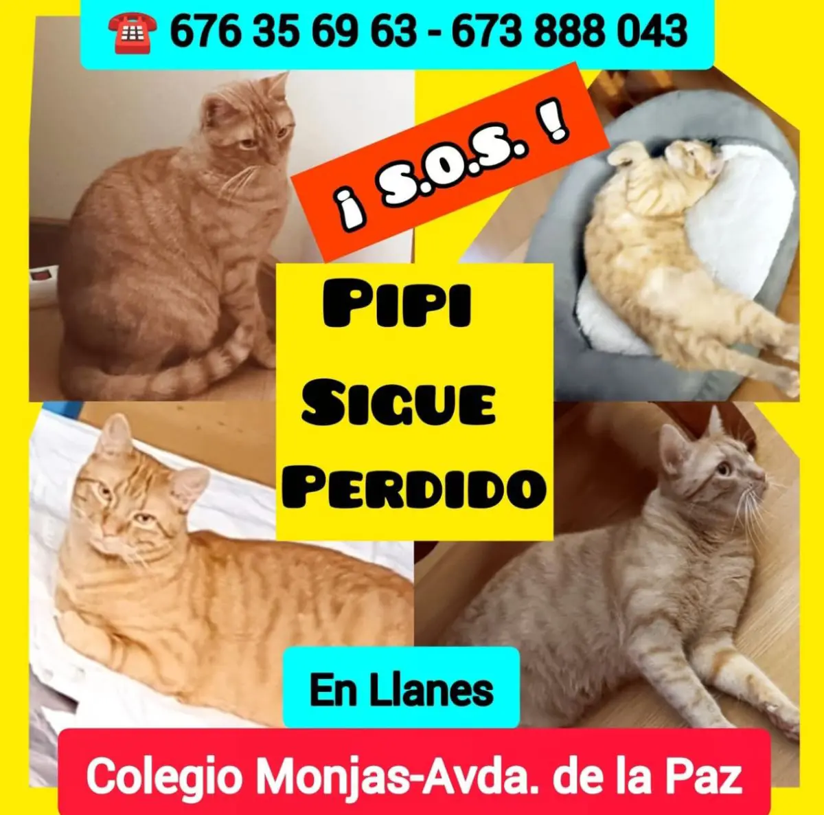 gato reunited  LLN-8 33509 Porrúa Pipi