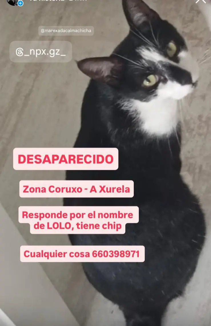 gato reunited     Lolo