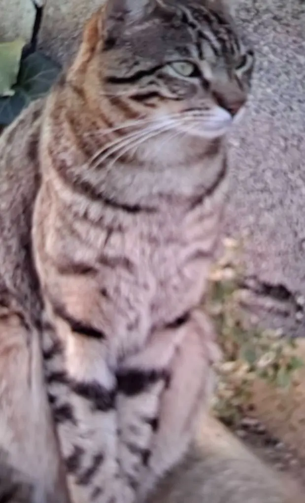 gato reunited     Mahou