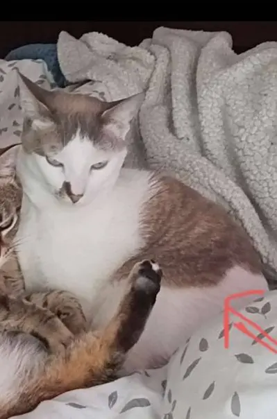 gato reunited     No sé