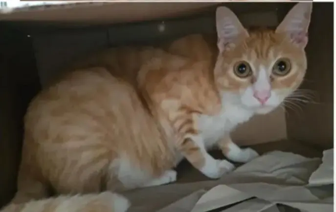 gato reunited  Autovía Ronda de la Bahía de Santander 39011 Peñacastillo Tommy