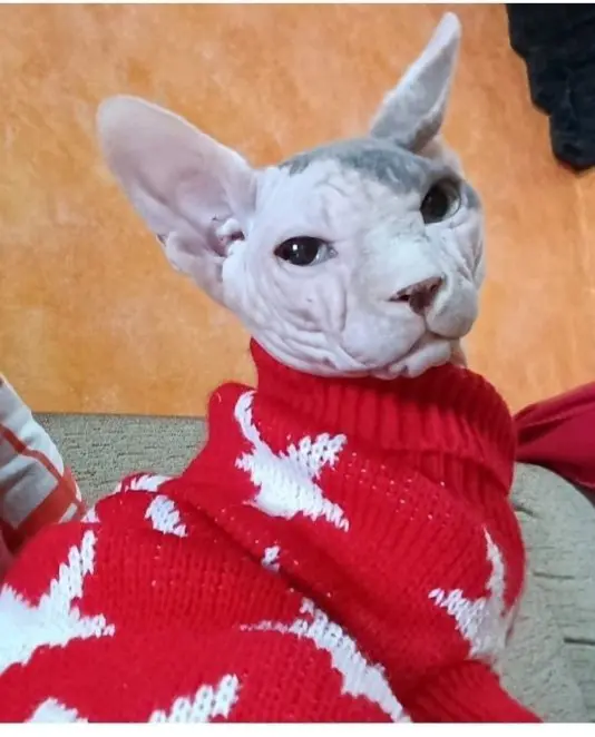 gato reunited    Séville Nilo