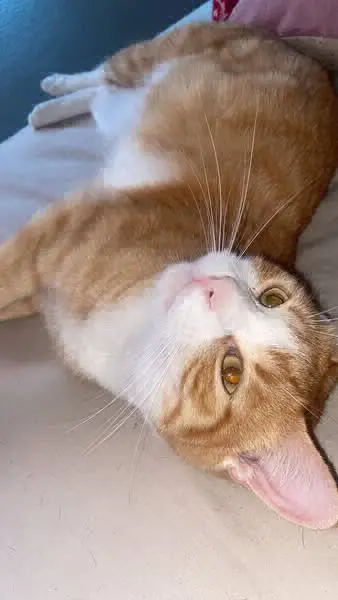 gato reunited    Méntrida Garfield
