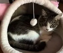 gato reunited    Tolède Valentina