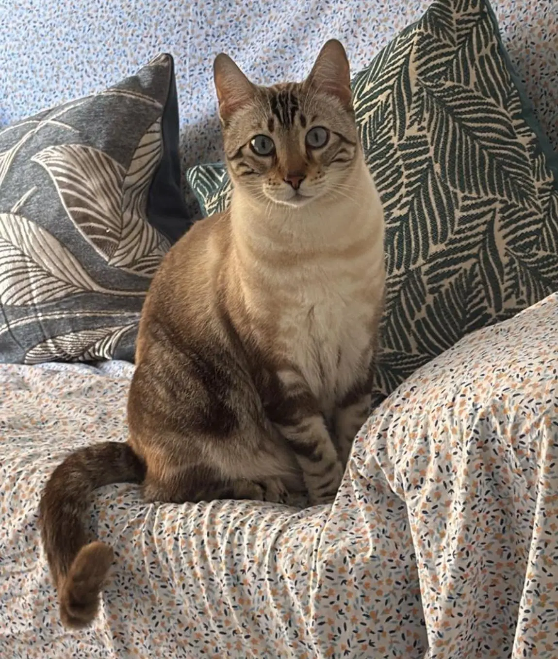 gato reunited   46145 Vallanca Coco
