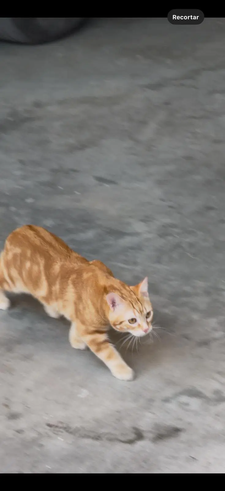 gato reunited     Canelo