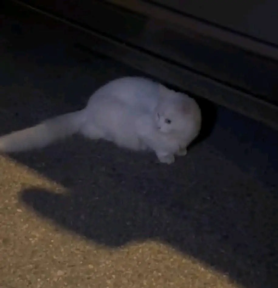 gato reunited   50700 Caspe Gatico