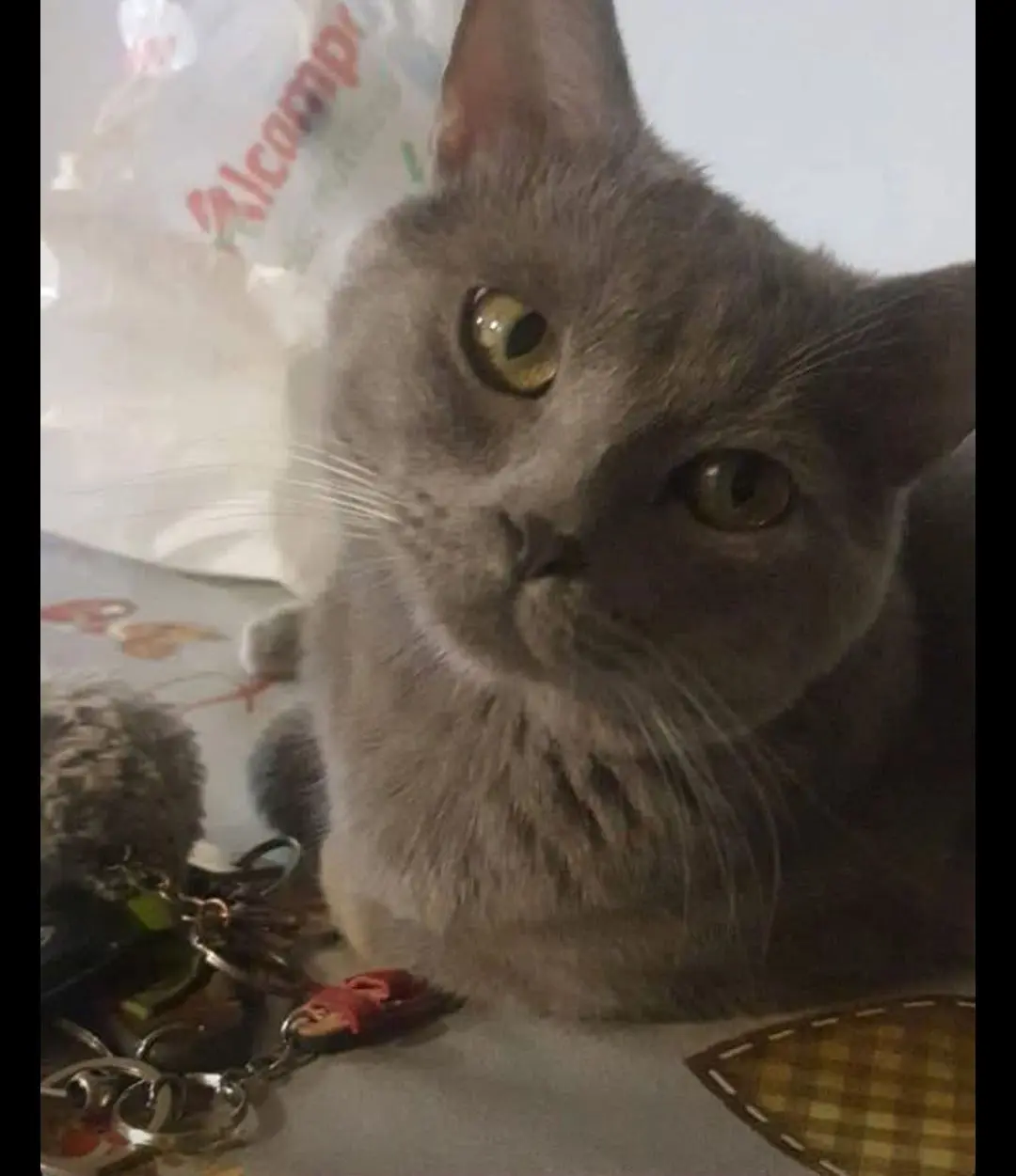 gato reunited    Zuera Romeo