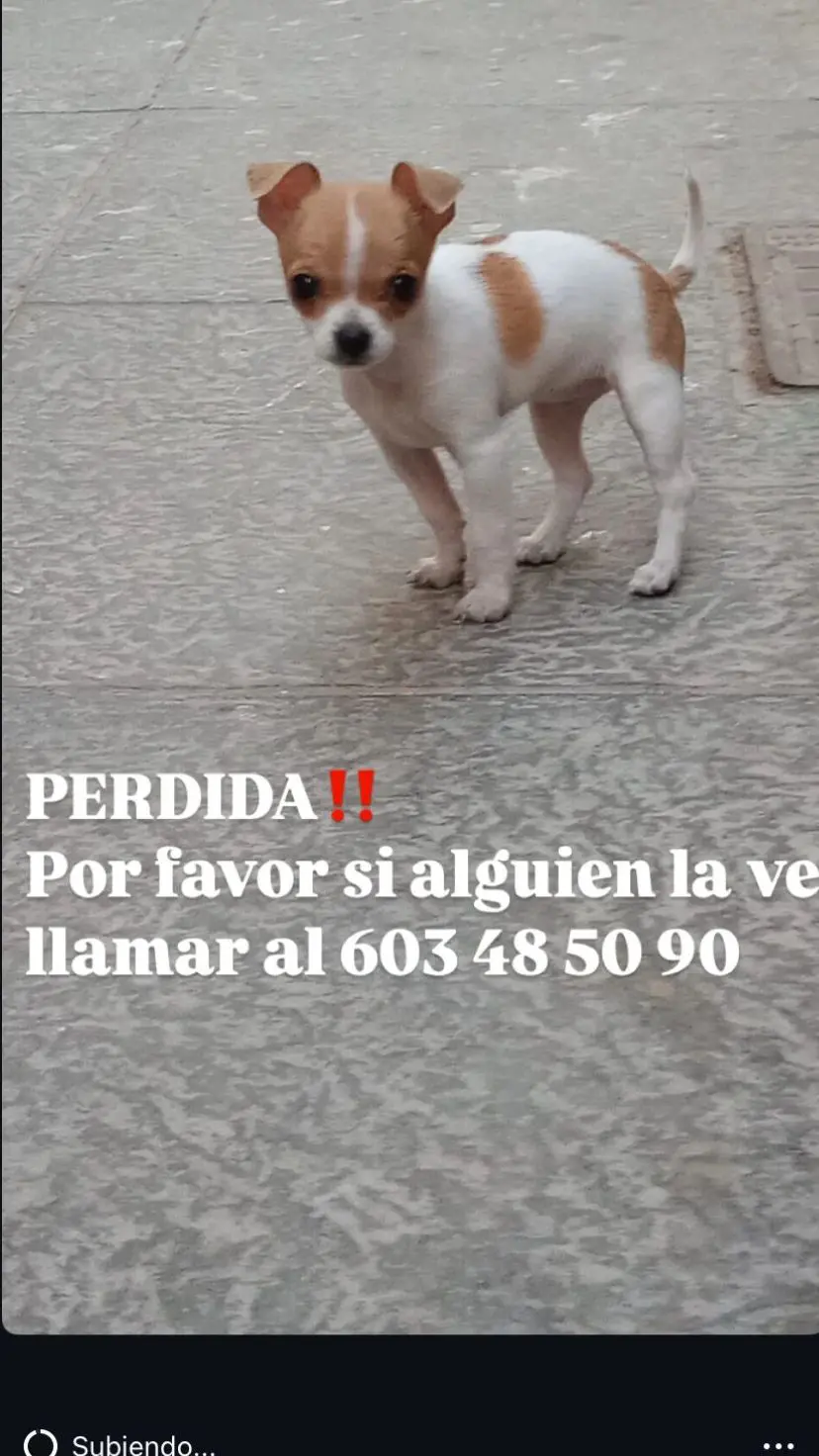 perra lost    Crevillent Chanel