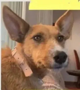 perra lost    Elx / Elche Rosita