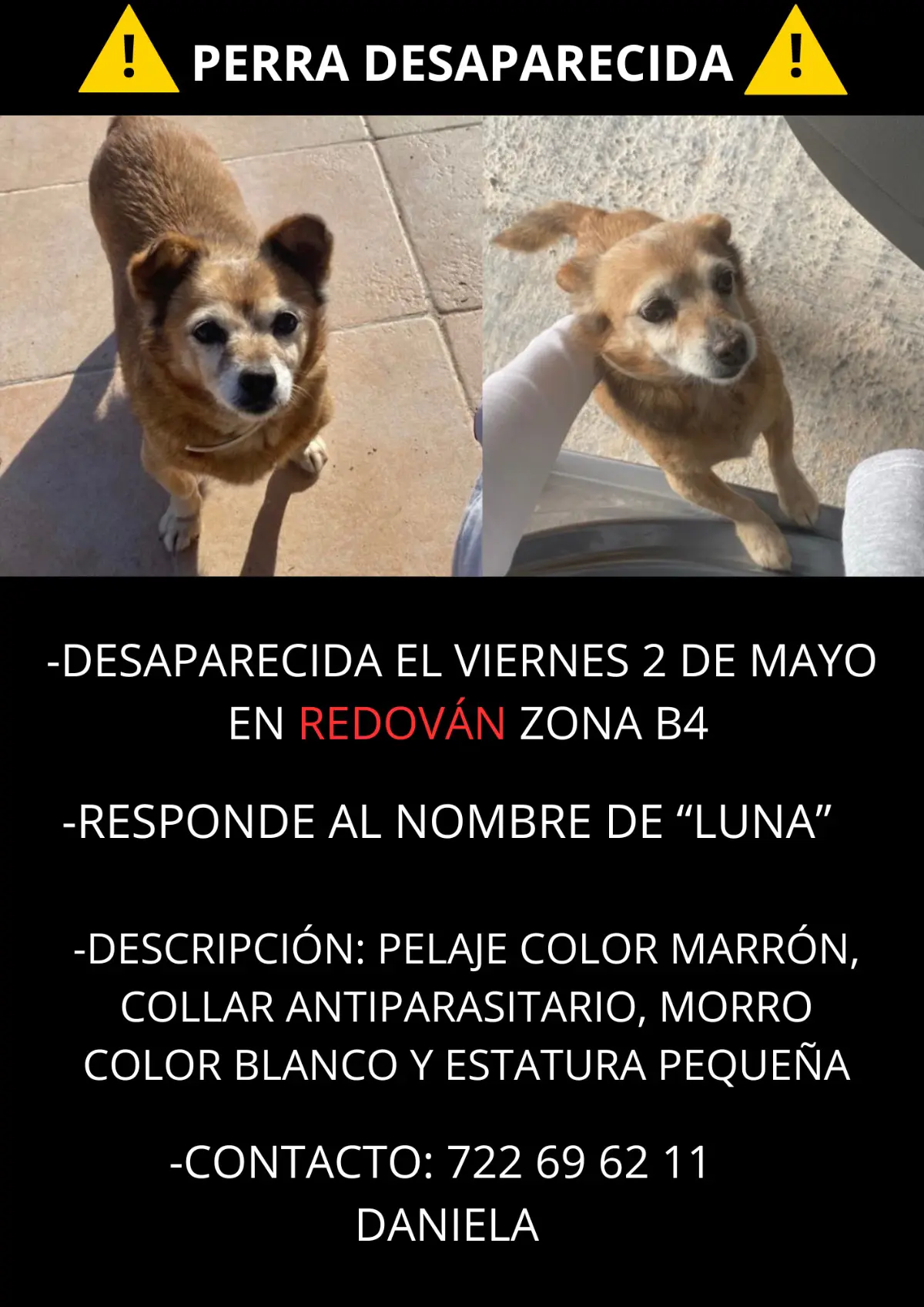 perra lost   03370 Redován Luna