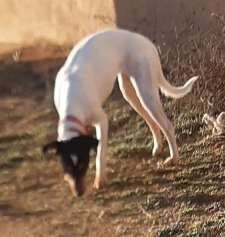 perra lost   02600 Villarrobledo Lassi