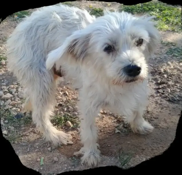 perra lost   02600 Villarrobledo Sheila