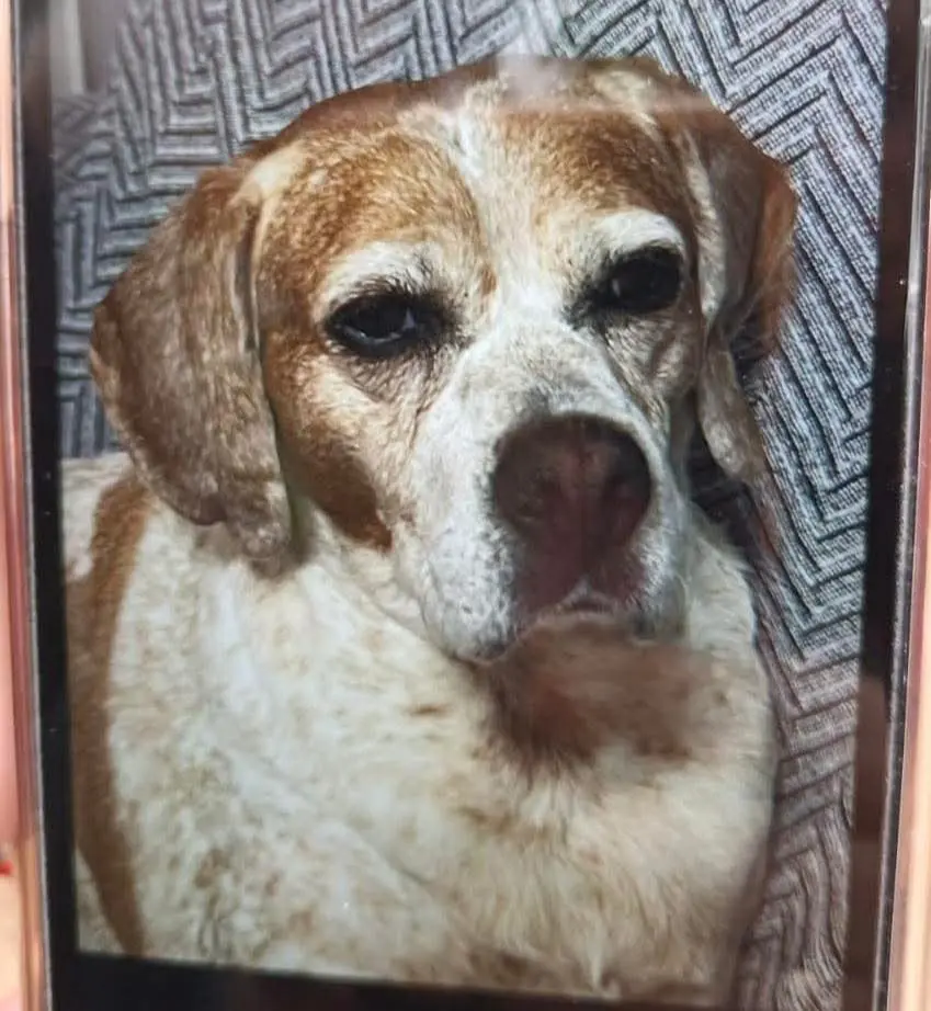 perra lost   08840 Viladecans Judy