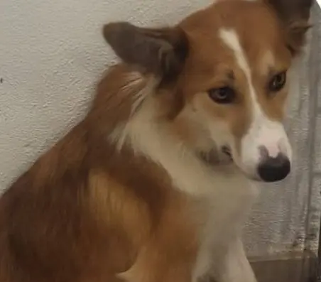 perra lost    Cerdanyola del Vallès Laika