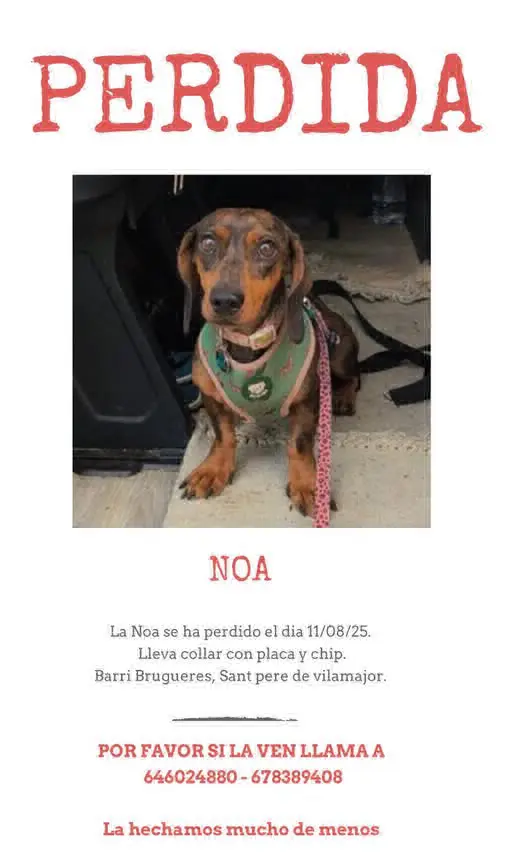 perra lost   08458 Sant Pere de Vilamajor Noa