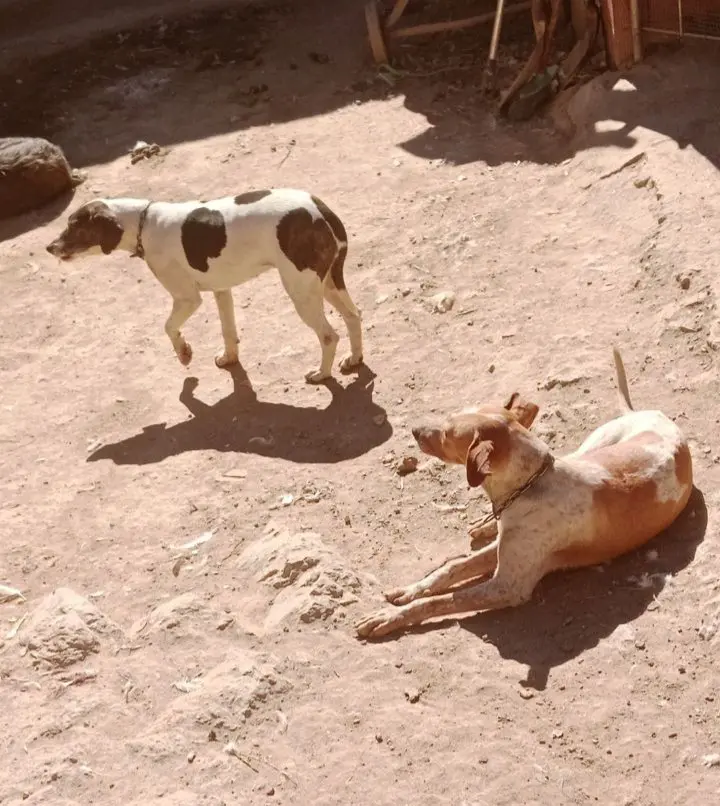 perra lost     Lisa y chiqui