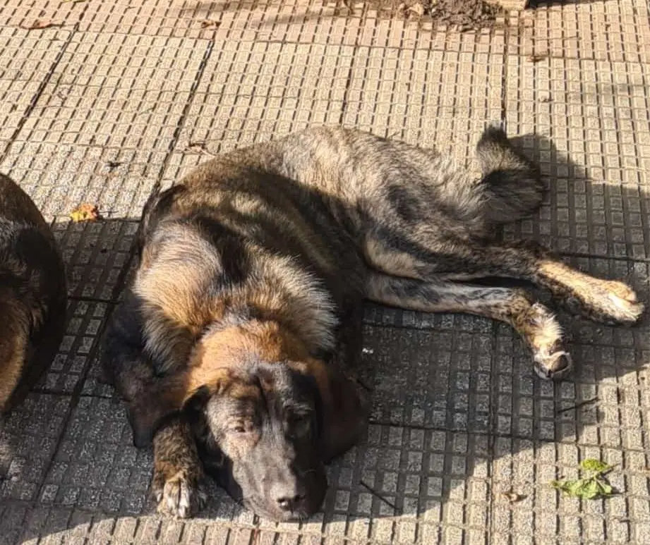 perra lost   48180 Loiu Lur