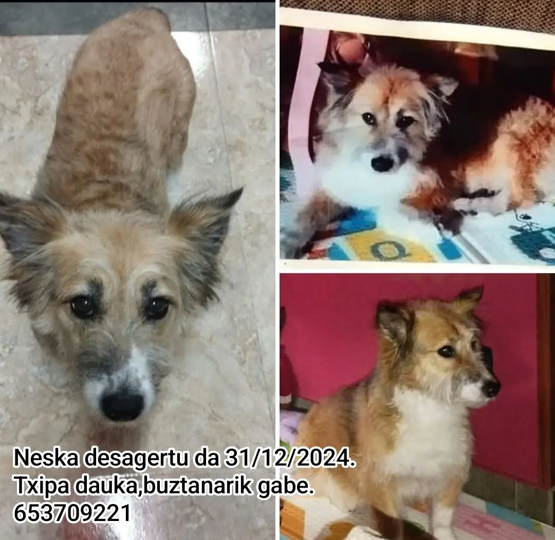 perra lost   48330 Lemoa Neska