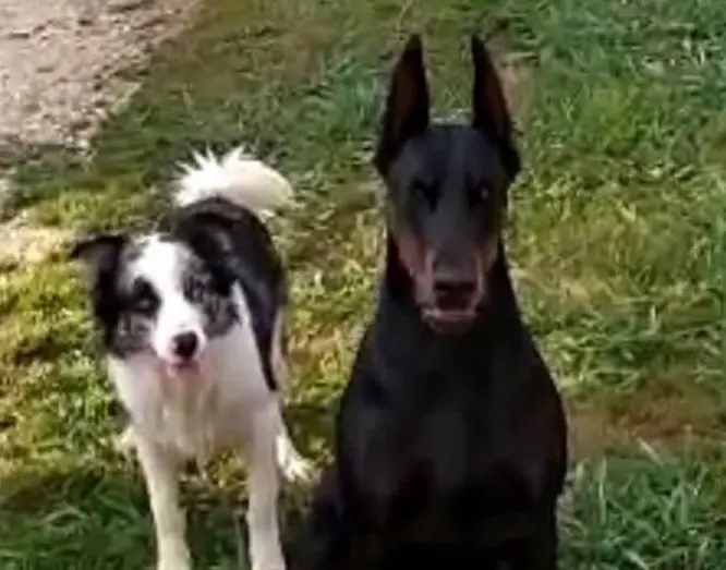 perra lost     Nala y dylan