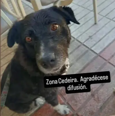 perra lost     Sua