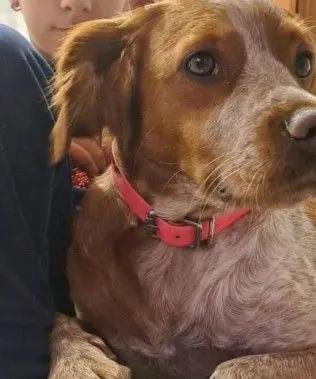 perra lost    Xérès Shira