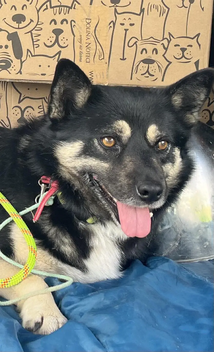 perra lost    Vejer de la Frontera Lula