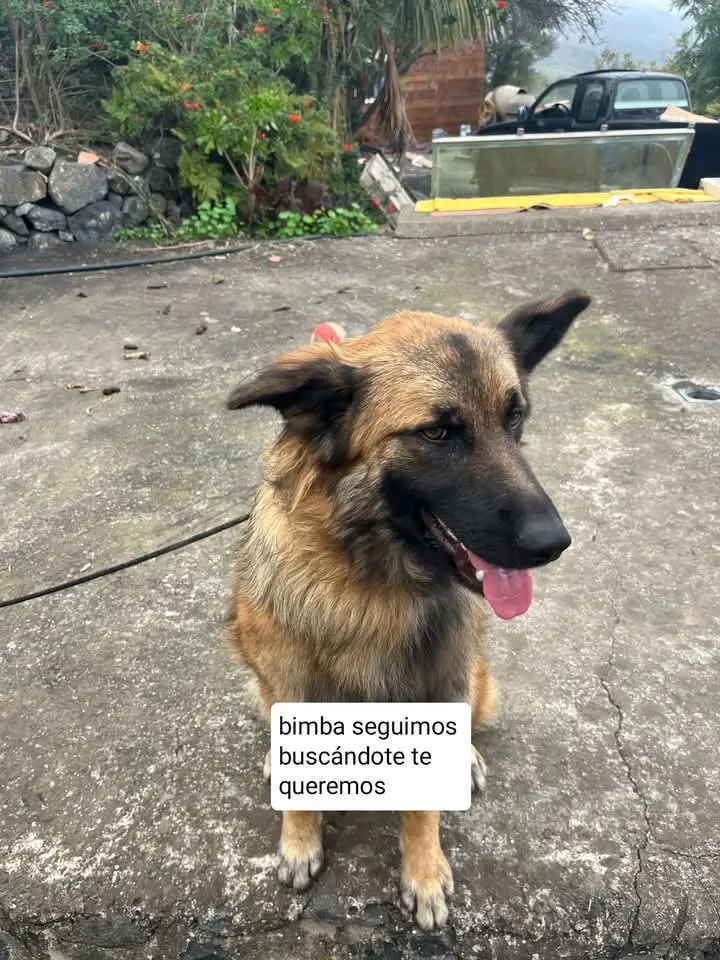 perra lost     Bimba