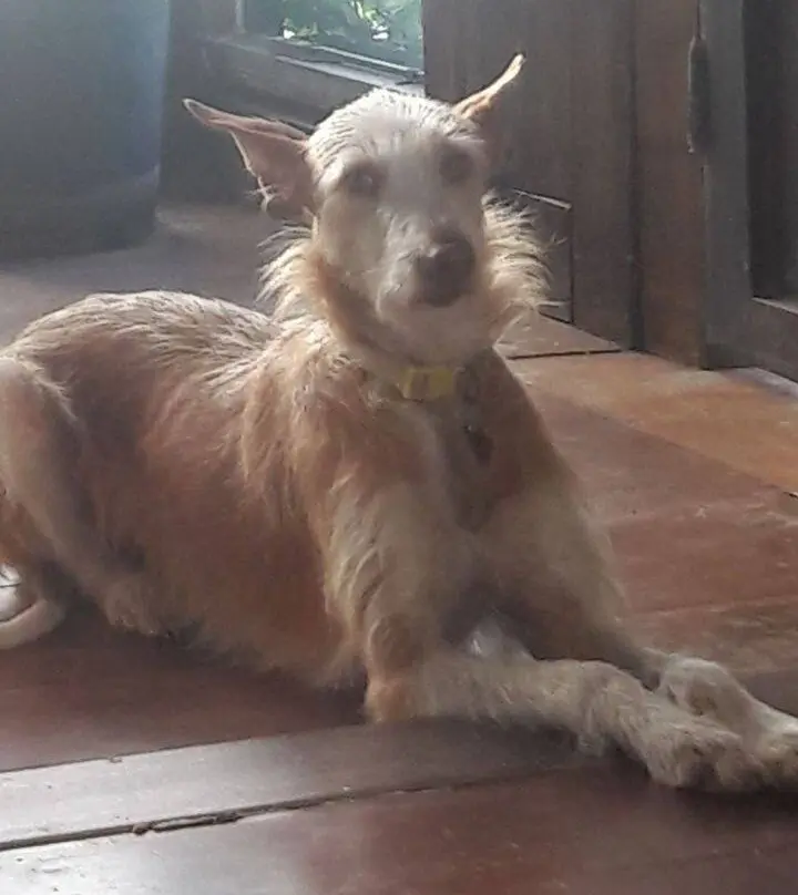 perra lost     Gualgui