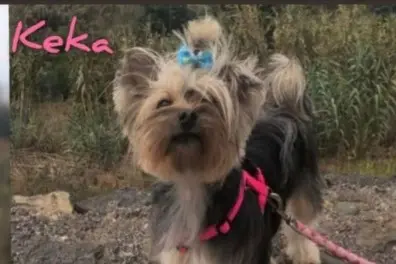 perra lost     Keka