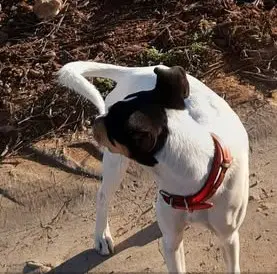 perra lost   13630 Socuéllamos Lassie