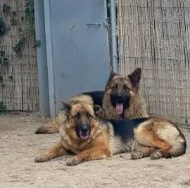 perra lost   13610 Campo de Criptana Madre y hijo
