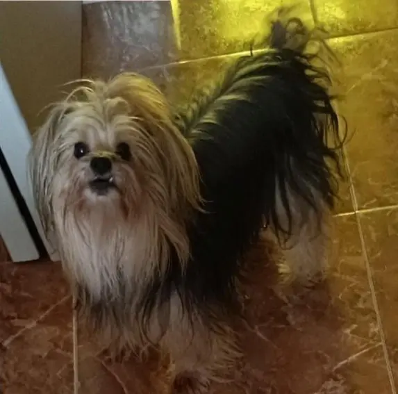 perra lost   13500 Puertollano Silva