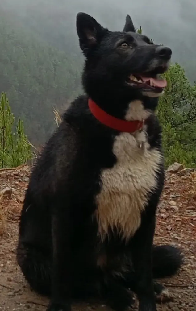 perra lost   12124 Villahermosa del Río Loba