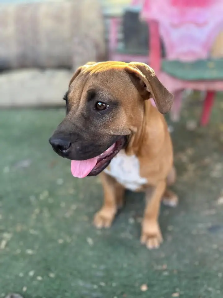 perra lost  Carrer de Lleida 25150 Artesa de Lleida Taisa