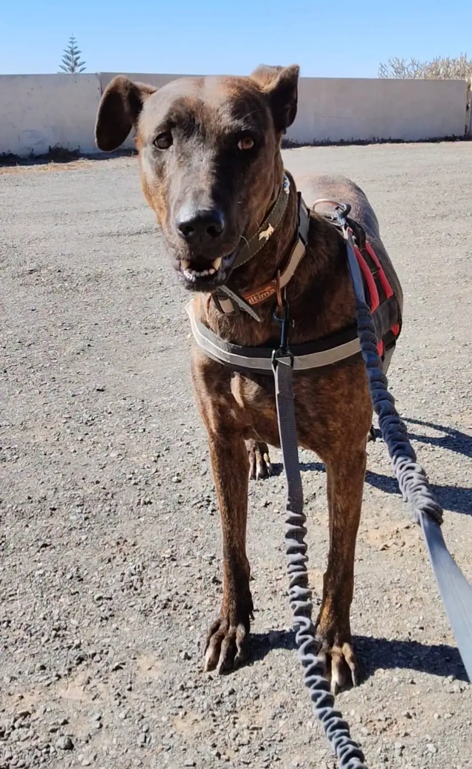 perra lost  Gran Canarias 35518 Tías Arka