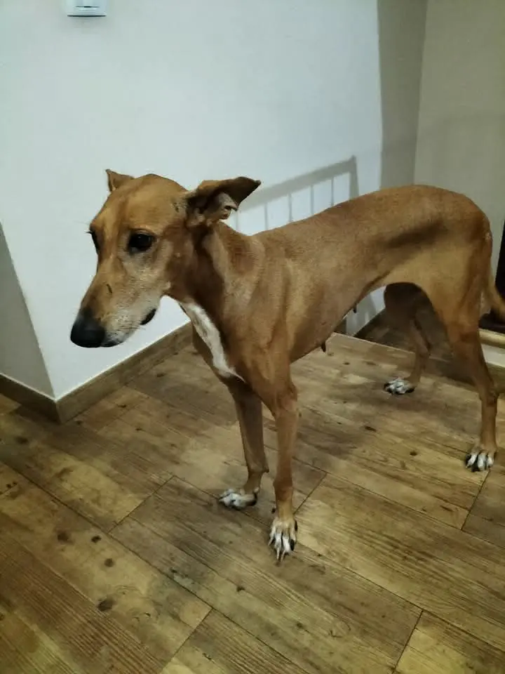 perra lost  Gran Canarias 35518 Tías Mathilde