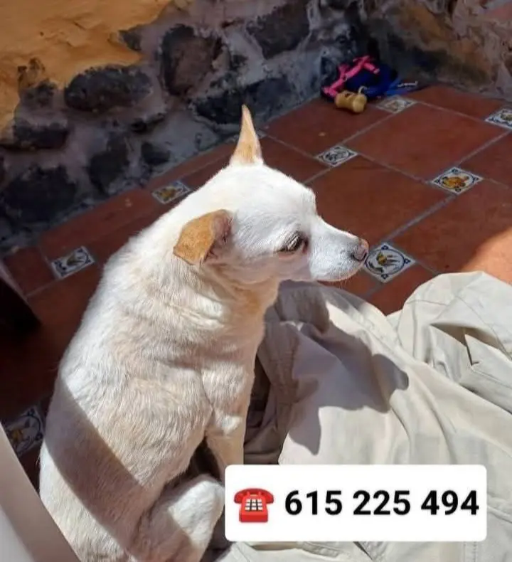 perra lost  Gran Canarias 35518 Tías Minimel