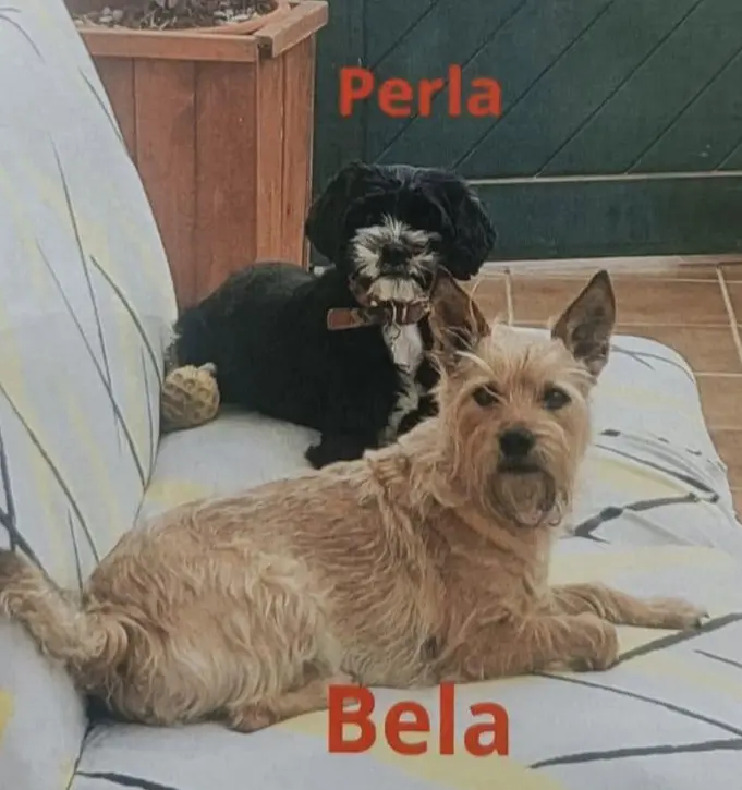 perra lost  Gran Canarias 35518 Tías Perla / bella