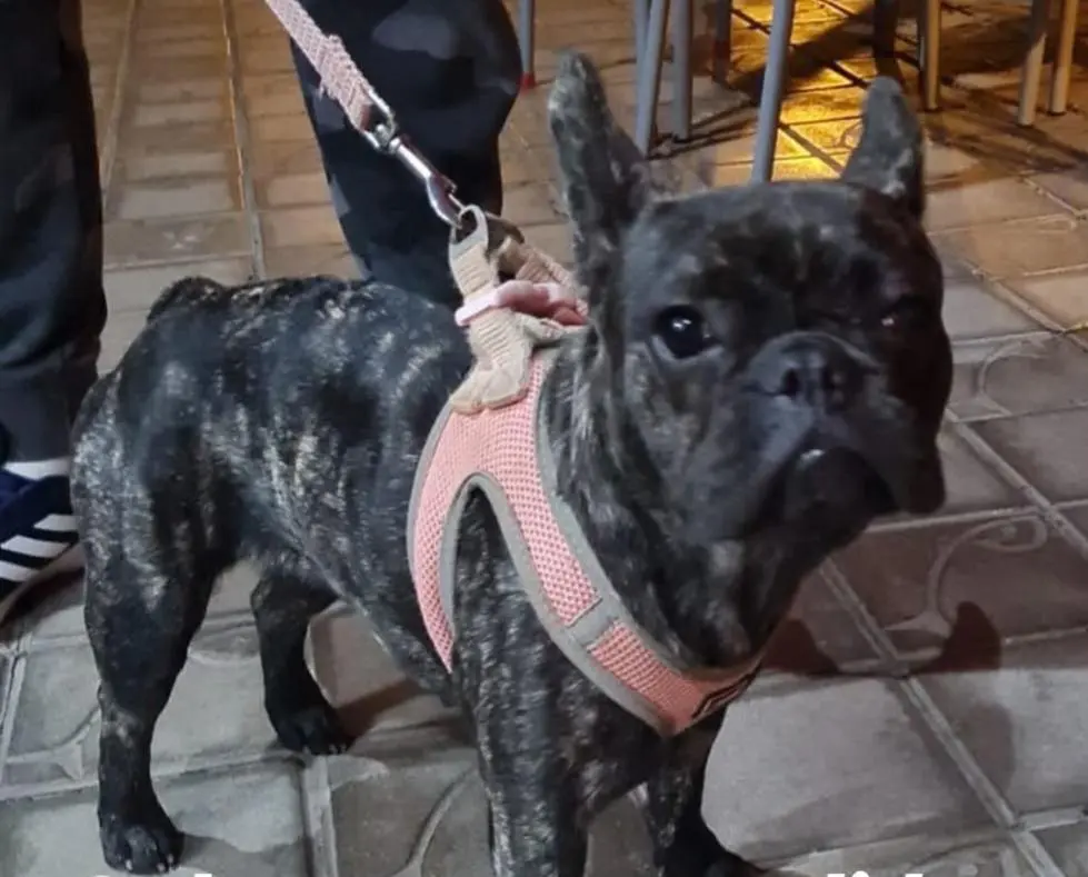 perra lost  Gran Canarias 35518 Tías Tangie