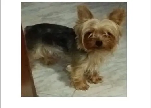 perra lost    Almuñécar Zara
