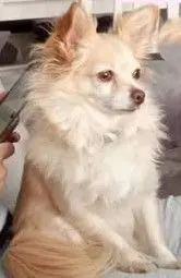 perra lost    Miralrío Kaira