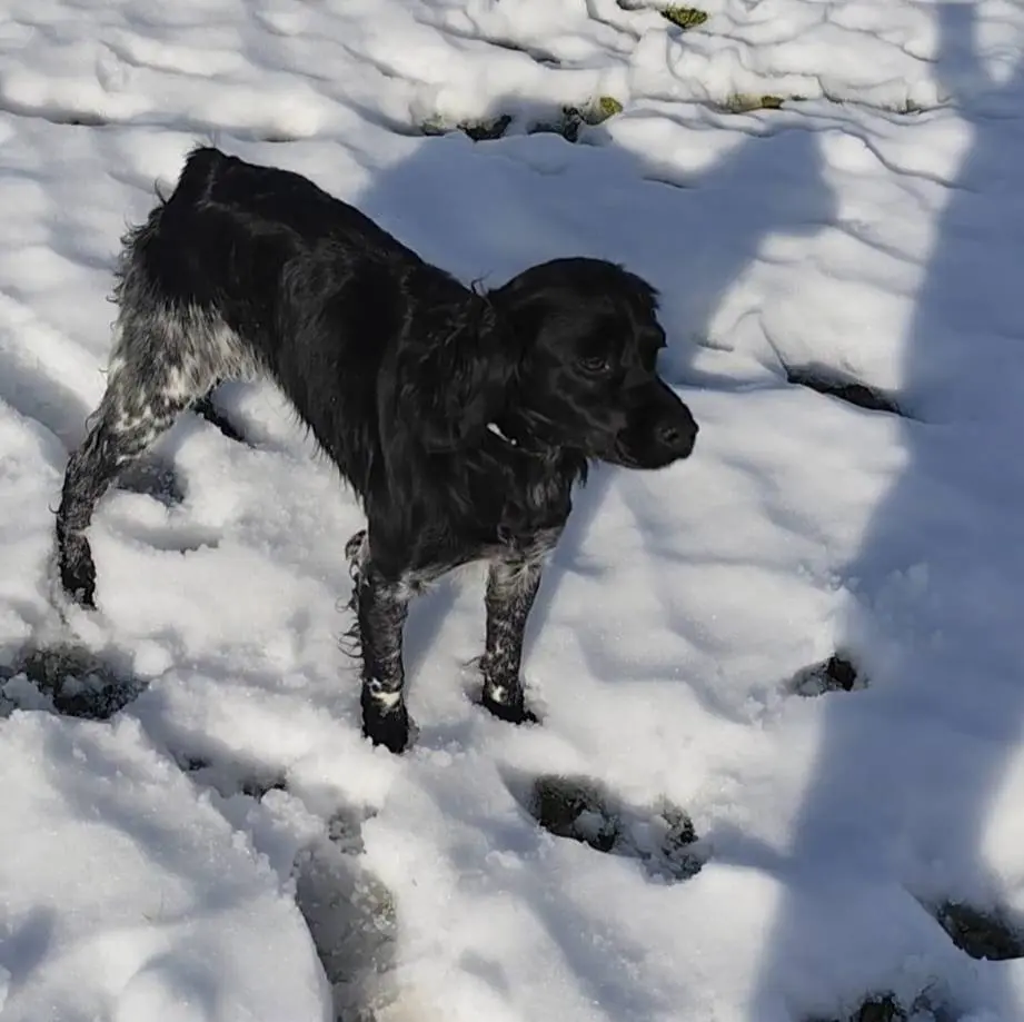 perra lost    Huelva Tallia