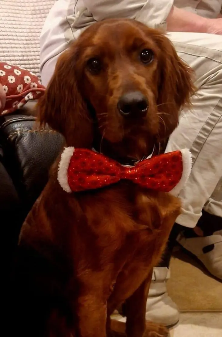 perra lost    Huelva Virgule