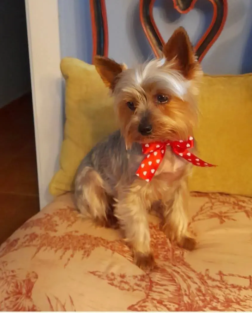 perra lost    Ayamonte Lola