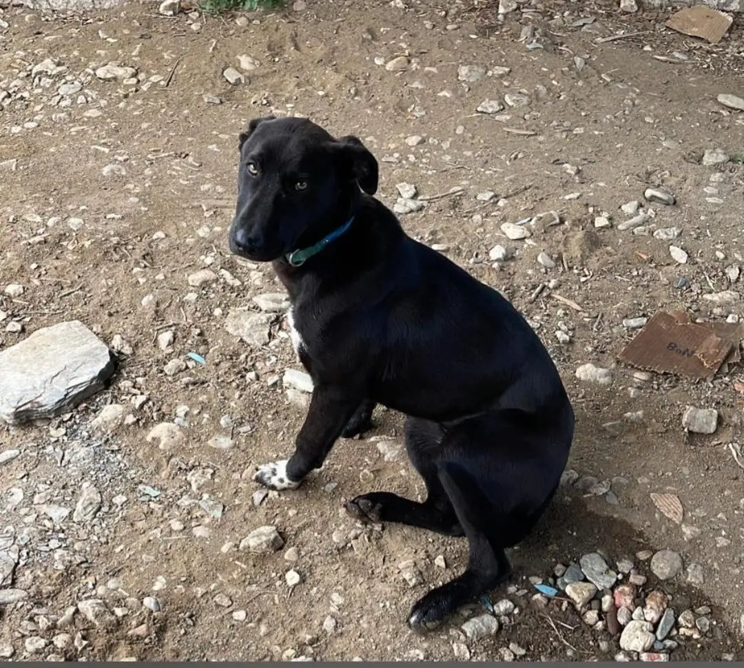 perra lost    Rosal de la Frontera Laia