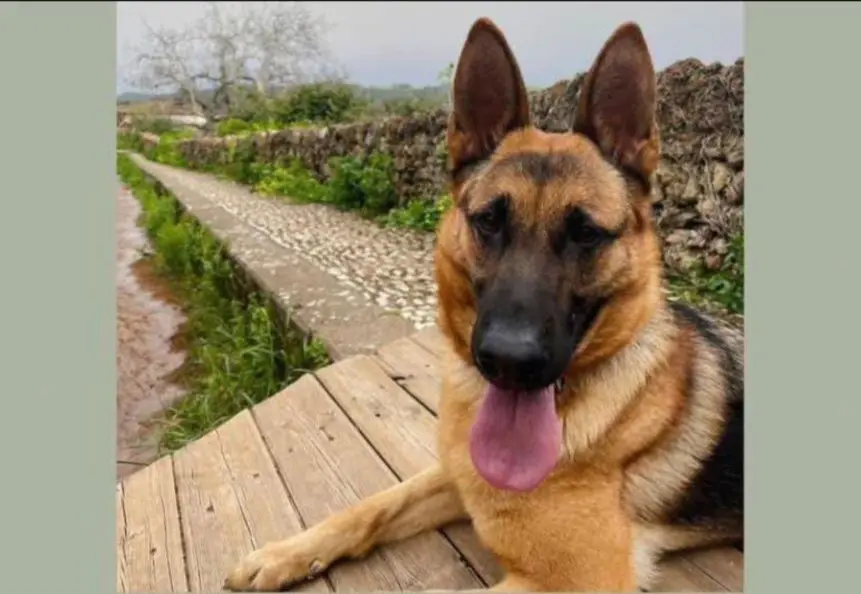 perra lost    Cañaveral de León Roma